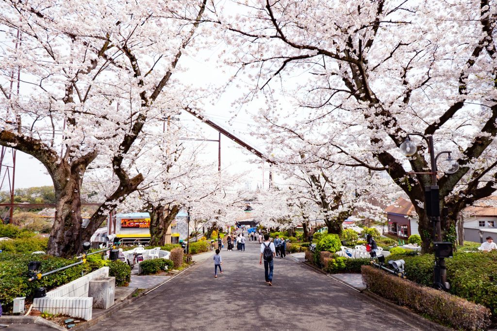 よみうりランドの桜